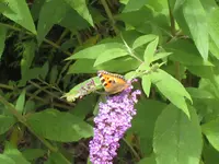 IMG_9768.webp