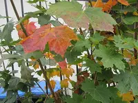 034.webp