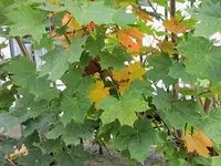 033.webp