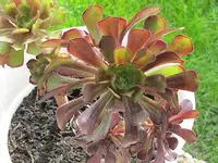 005.webp