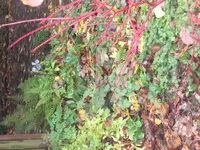 SAM_2246.webp