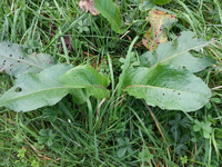Plante 1 Joué.webp