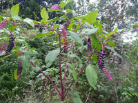 Plante 2 Joué.webp