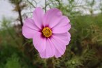 Cosmea 06.10.13.jpg