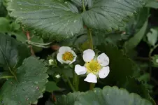 Erdbeeren 06.10.13 (2).webp