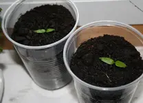Paprika California Wonder 06.10.13.webp