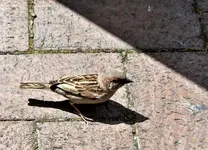 Copy of Copy of IMG_4642.webp
