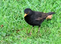 Amsel v.webp