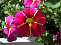 SAM_1031.webp