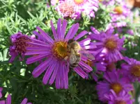 SAM_1026.webp