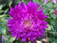 SAM_1017.webp