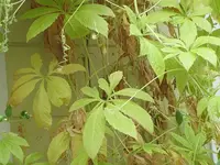 064.webp