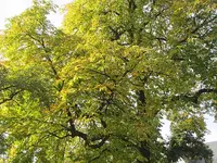 040.webp
