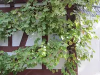 035.webp