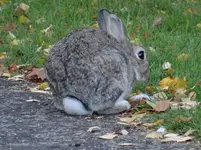 Hase1.webp