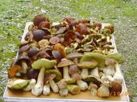 oktob05 004.webp