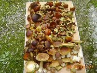 oktob05 007.webp