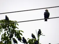 Stare_0006.webp