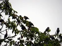 Stare_0008.webp