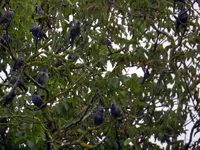 Stare_0009.webp