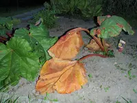 Herbst2013 (2).webp