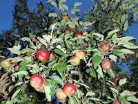 Herbst2013 (3).webp