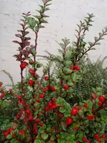 Herbst2013 (4).webp