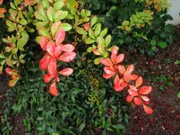 Herbst2013 (5).webp
