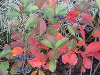 001.webp