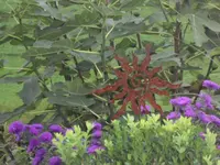 SAM_2262.webp