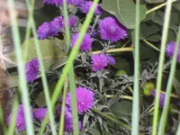 SAM_2257.webp