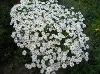 SAM_1676.webp