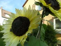 SAM_1683.webp