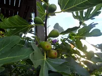 SAM_1684.webp