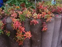 Gänsekresse 8.10.2013.webp