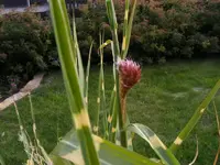 Zebragrasblüte 8.10.2013.webp