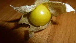 P1100233.webp