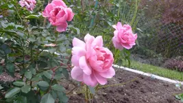 P1100226.webp