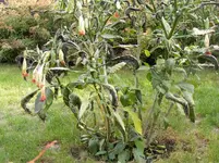 Trompete 8.10.2013.webp