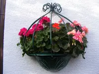 Geranien 8.10.2013.webp
