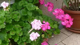 P1100231.webp