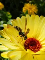 Ringelblume-Wespe_7666.webp