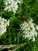 Wiesenblume-Wespe_7822.webp