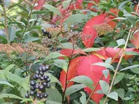 011.webp