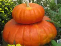 Bilda 0153.webp