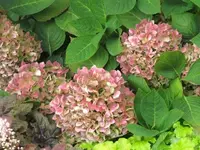 Bilda 0137.webp