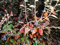 welcherStrauch1.webp