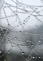 SpinnennetzImNebel.webp