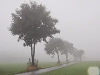 Herbstnebel2013 (7).webp