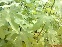 DSC01880.webp